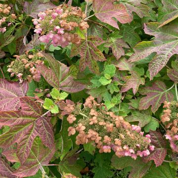 Tammihortensia Ruby Slippers