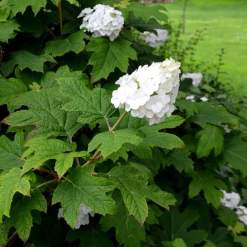 Tammihortensia Snow Queen