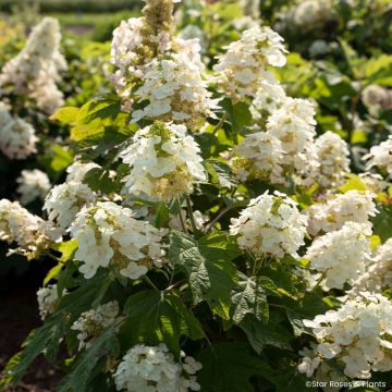 Tammihortensia Yeti