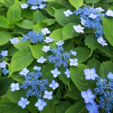 Safiirihortensia Magic Seduction Annie's Blue