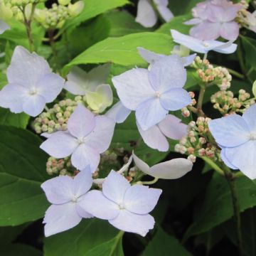 Safiirihortensia Blue Deckle