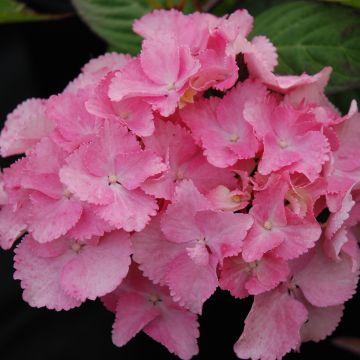 Safiirihortensia Cap Sizun