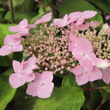 Safiirihortensia Graciosa