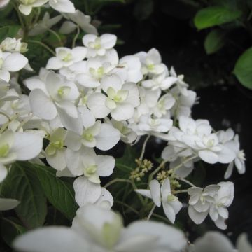 Safiirihortensia Hakucho