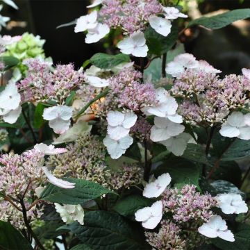 Safiirihortensia Intermedia