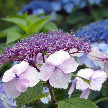 Jalohortensia Klaveren