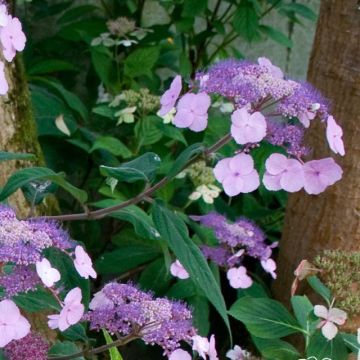 Safiirihortensia Oamacha
