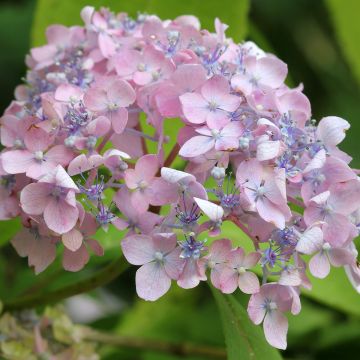 Jalohortensia Spreading beauty