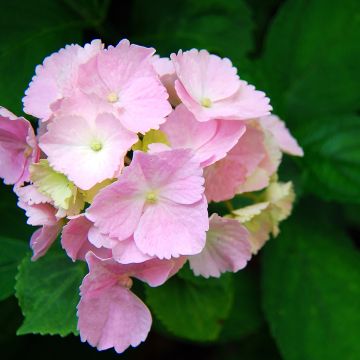 Jalohortensia Everbloom Pink Wonder