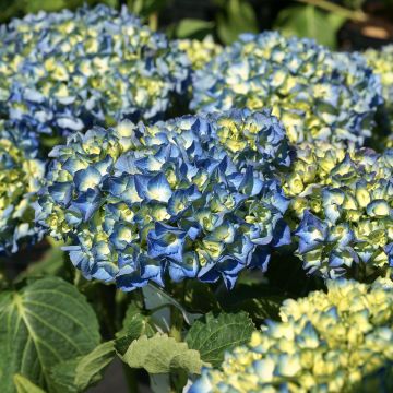 Jalohortensia Renate Steiniger