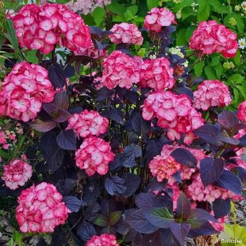 Jalohortensia Black Velvet