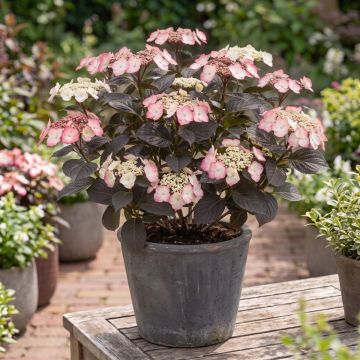 Safiirihortensia Choco White