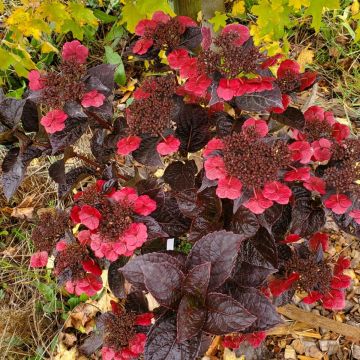 Safiirihortensia Choco Cherry