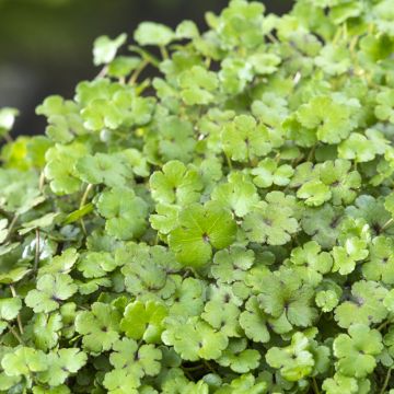 Viitasammakonputki - Hydrocotyle nova-zealandiae