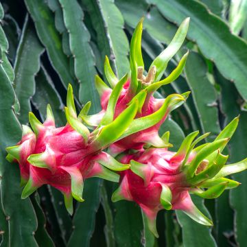 Tarhametsäkaktus - Hylocereus undatus