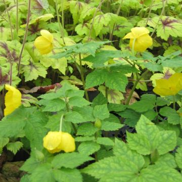 Metsäunikko - Hylomecon japonica