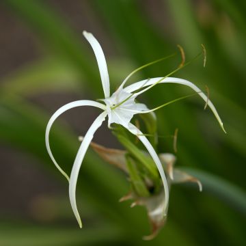 Lukinlilja - Hymenocallis harrisiana