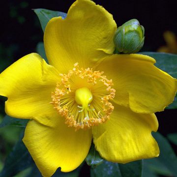 Pensaskuisma Hidcote