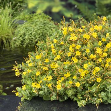 Luhtakuisma - Hypericum elodes