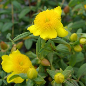 Pensaskuisma Sunburst
