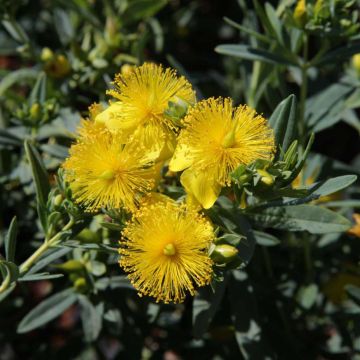 Kalminkuisma Blue Velvet
