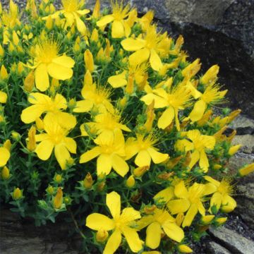 Olympiakuisma - Hypericum olympicum