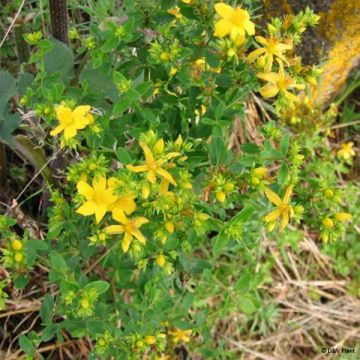 Mäkikuisma - Hypericum perforatum
