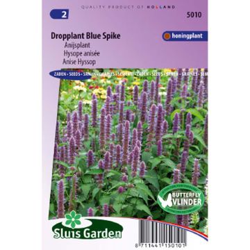 Yrtti-iiso Blue Spike (siemenet)