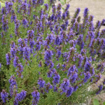 Iisoppi luomu taimena - Hyssopus officinalis
