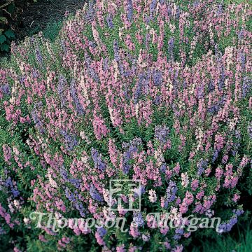 Iisoppi Tricolour Mixed (siemenet)