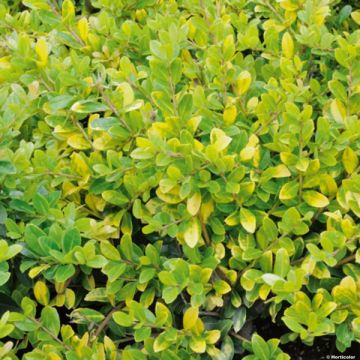 Japaninorjanlaakeri Golden Gem