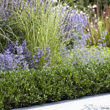 Japaninorjanlaakeri Luxus Hedge