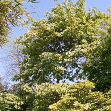 Iigiripuu - Idesia polycarpa
