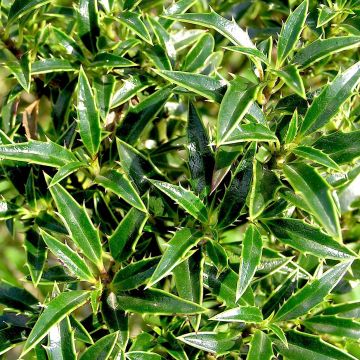 Euroopanorjanlaakeri Myrtifolia