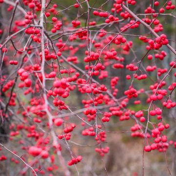 Kesälaakeri - Ilex verticillata