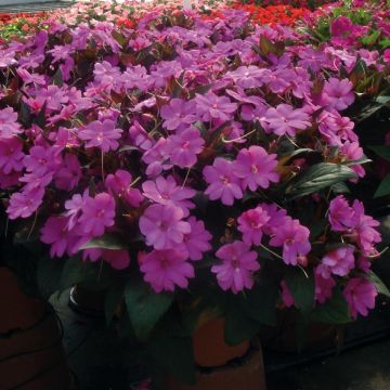 Sateenkaaripalsami SunPatiens Vigorous Lavender