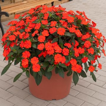 Sateenkaaripalsami SunPatiens Vigorous Orange