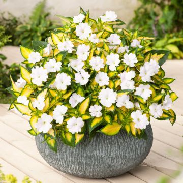 Ahkeraliisa SunPatiens Vigorous White Variegated