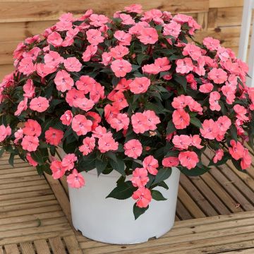 Sateenkaaripalsami SunPatiens Vigorous Pink Pearl