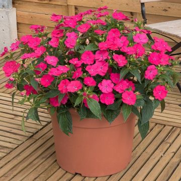 Sateenkaaripalsami SunPatiens Vigorous Rose Pink