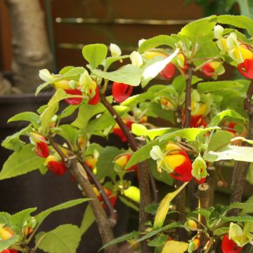 Palsami Rouge et Jaune
