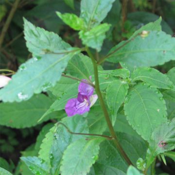 Palsami - Impatiens puberula