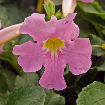 Isoinkarvillea - Incarvillea delavayi