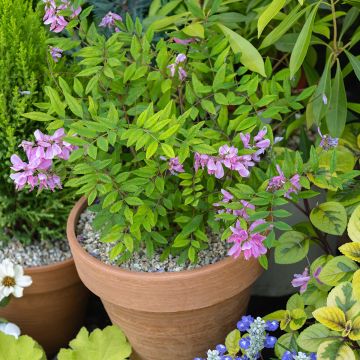 Himalajanindigo - Indigofera heterantha