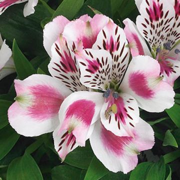 Inkalilja Inticancha White Pink Blush