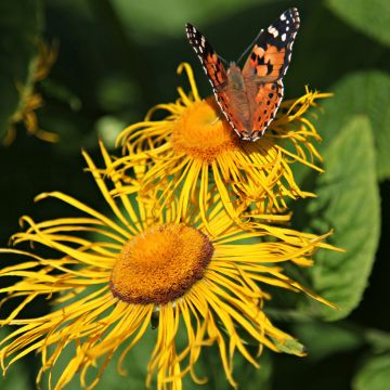 Isohirvenjuuri - Inula helenium