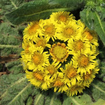 Kääpiöhirvenjuuri - Inula rhizocephala