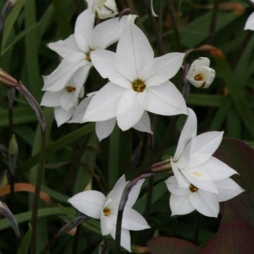 Heinätähti White Star