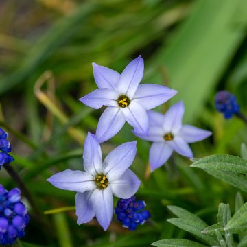 Heinätähti Wisley Blue