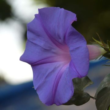Elämänlanga - Ipomoea learii